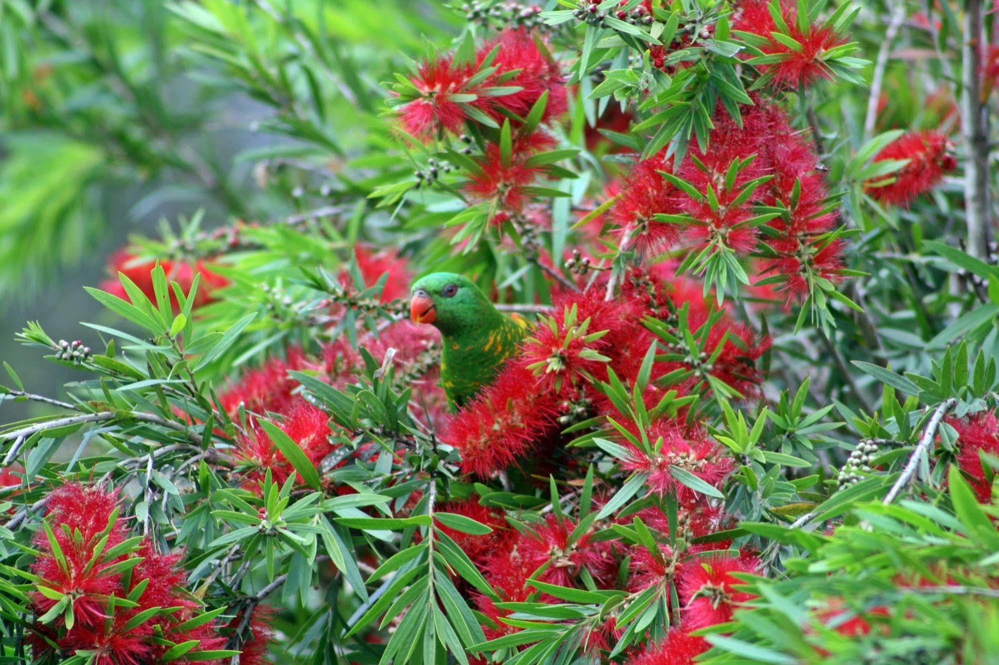 Bottlebrush B & B Maryborough Buitenkant foto