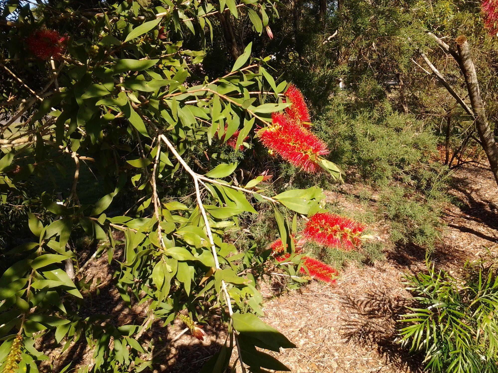 Bottlebrush B & B Maryborough Buitenkant foto