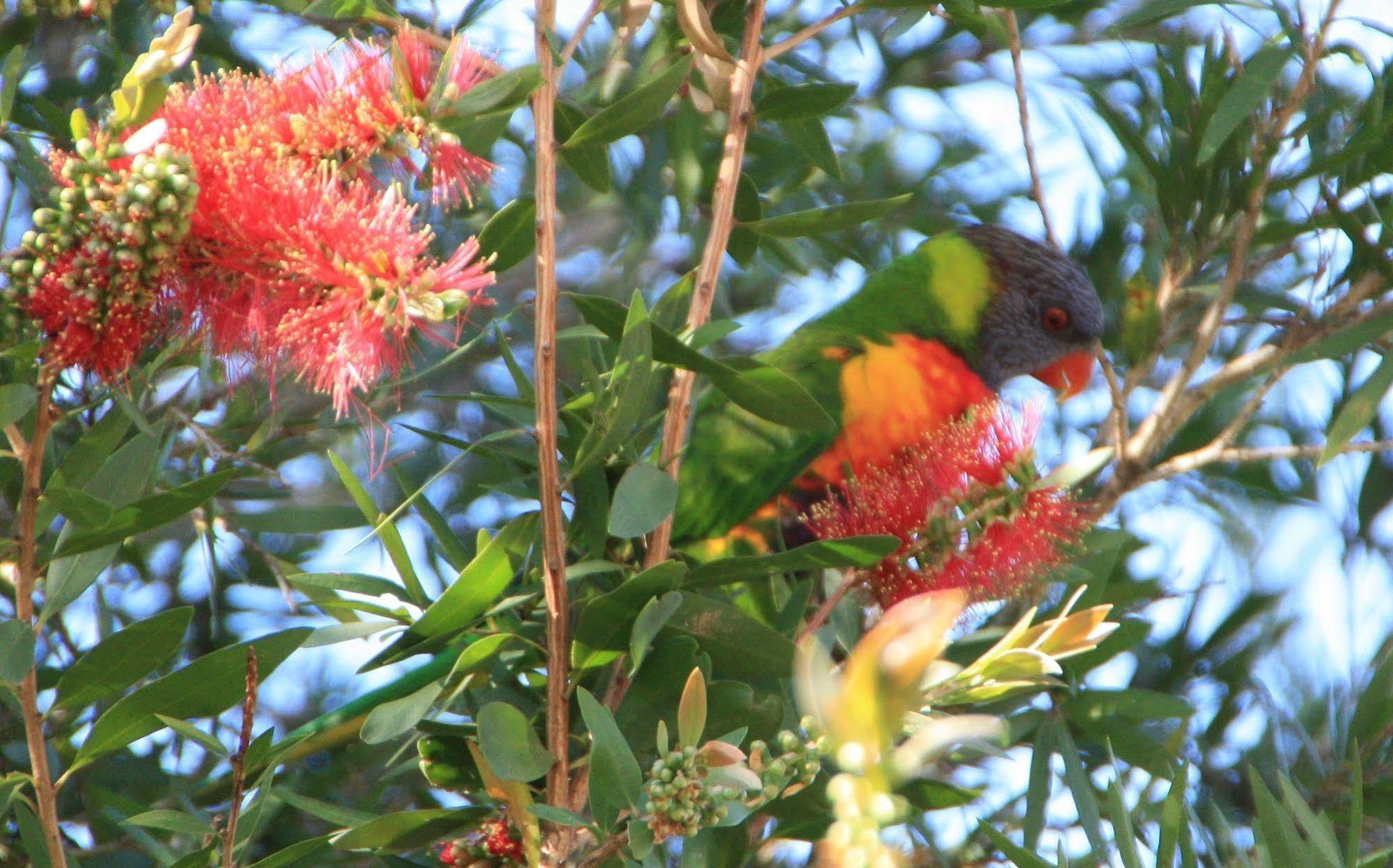 Bottlebrush B & B Maryborough Buitenkant foto